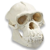 Avatar do usuário